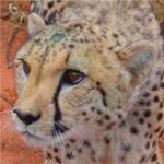africat Foundation Cheeta 2